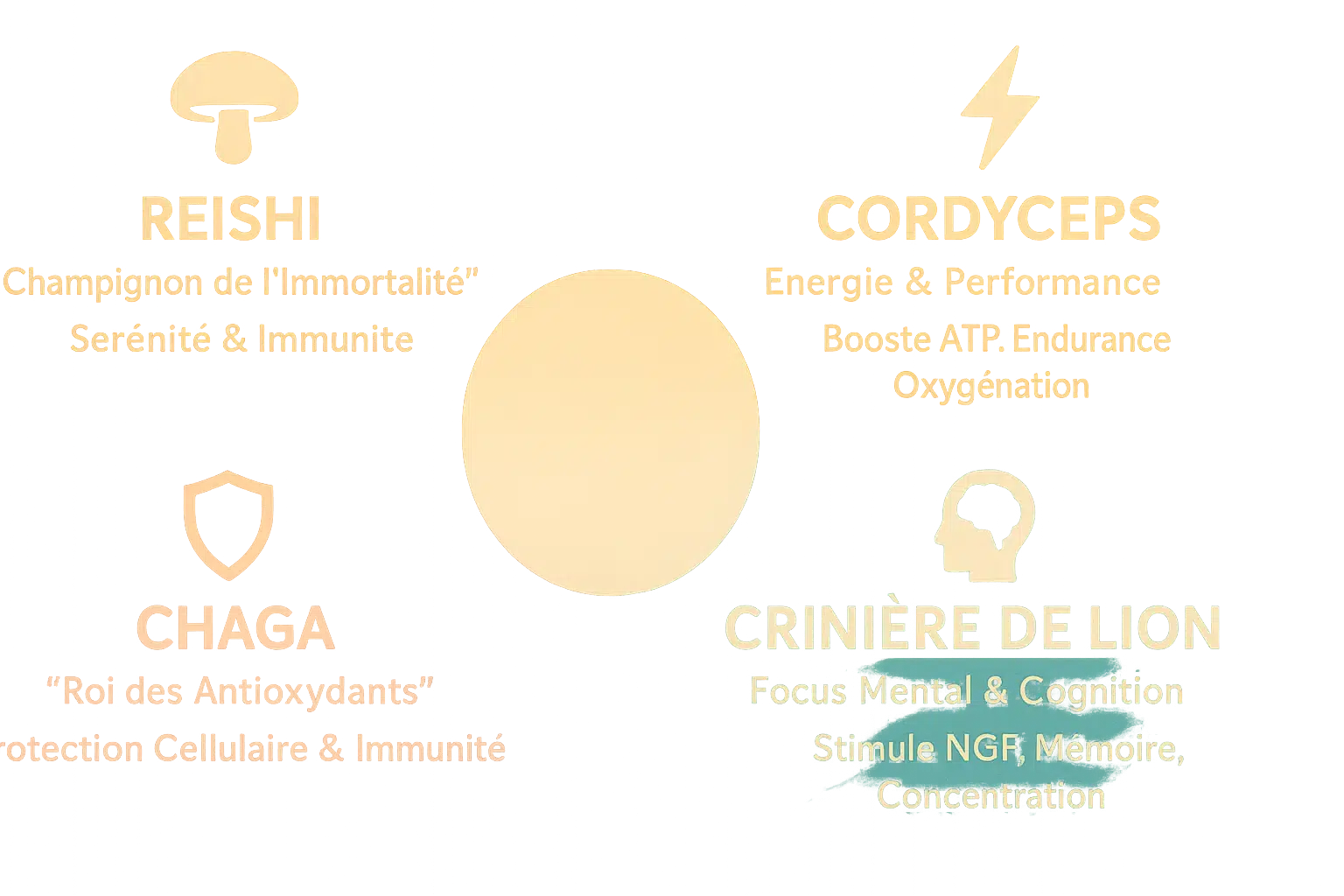 Illustration des champignons adaptogènes dans le café Foocus